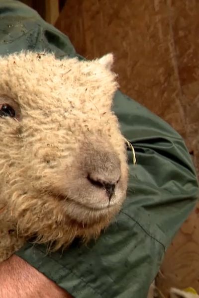 David Tourte manipule ses moutons pour s'assurer de leur bonne santé