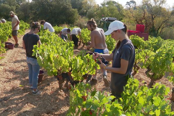 Grâce aux vendanges solidaires, Pierre Michelland a pu récolter 3 000 m² de parcelles de raison chez un confrère. Il avait perdu 90% de son raisin en avril suite à un épisode de gel.