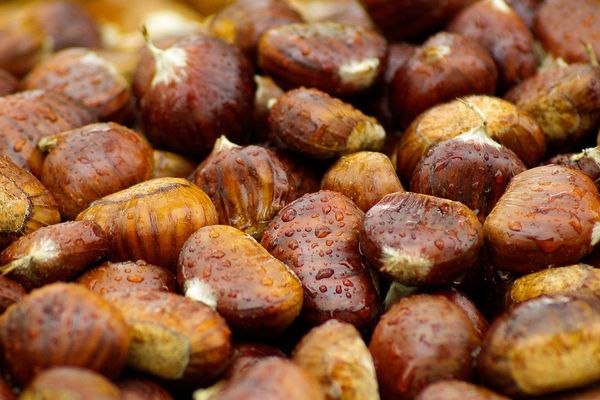 Des marrons sous la pluie ce samedi ?