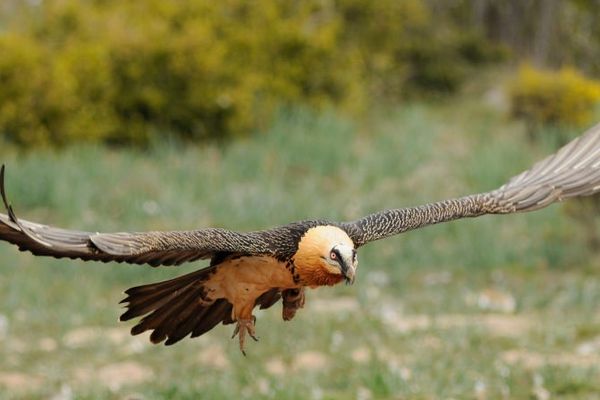 Un Gypaète barbu adulte tiré dans les Pyrénées-Atlantiques 