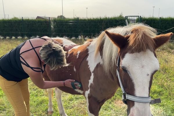 A Camon, dans la Somme, la médiation équine comme pratique thérapeutique adaptée aux enfants comme aux adultes