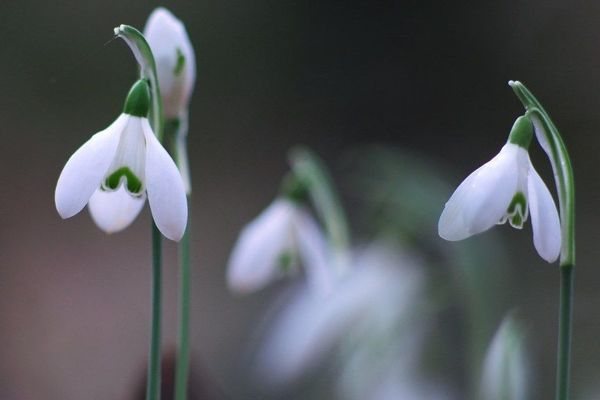 "Perce-neige au pluriel"