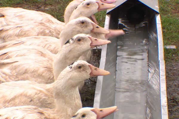 Au marché du Neubourg (Eure), l'ombre de la grippe aviaire plane sur les producteurs de volailles.