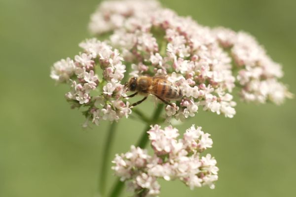 A Saint-Marcellin, des abeilles allemandes ont été échangées contre des abeilles françaises - mai 2024