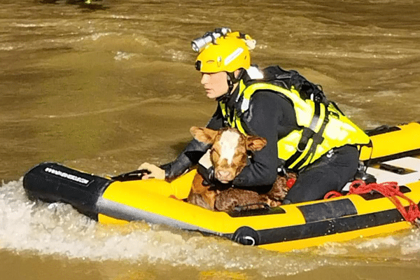 Le tout jeune veau a été sauvé par les sapeurs pompiers des Hautes-Pyrénées.