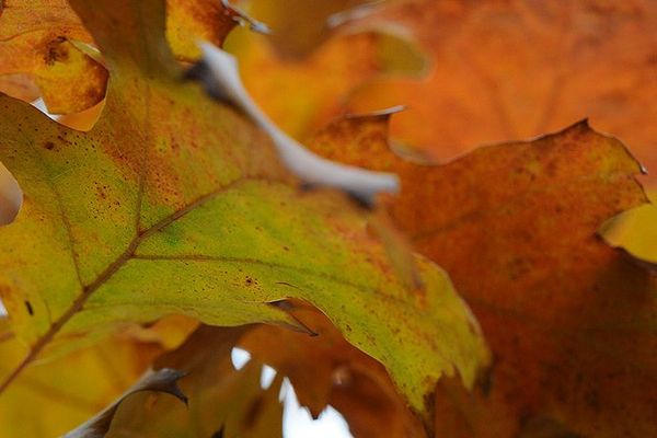 Les feuilles d'automne se ramassent à la pelle.