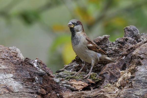 Un moineau.