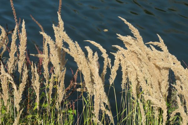 Alerte rouge pour les pollens de graminées en Pays de la Loire