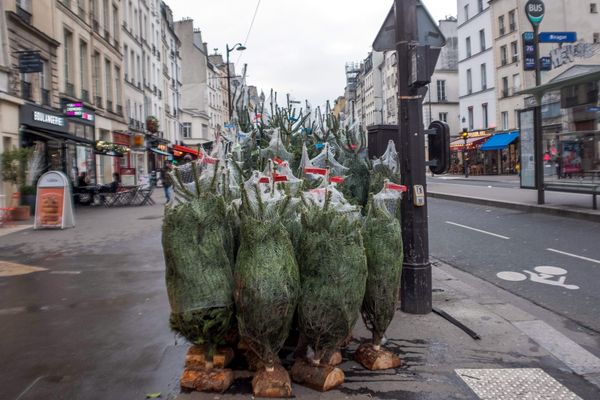 Les collectes de sapin ont commencé au lendemain de Noël dans certaines communes de Normandie.