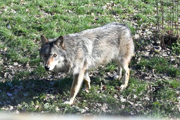 Les loups sont, d'après les derniers chiffres, à peine plus d'un millier en France, ils sont classés comme espèce vulnérable.