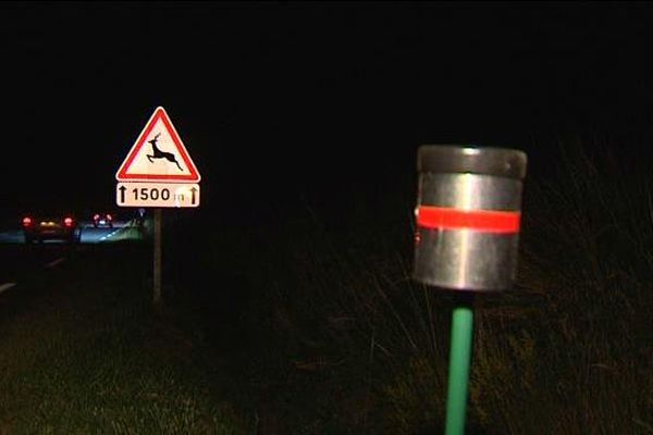 Pour tenter d'éviter les collisions nocturnes avec le gibier, des balises ont été installées, à l'essai, au col des Goules dans le Puy-de-Dôme. Des petites bornes placées le long de la route et qui renvoient la lumière des phares des voitures dans les sous-bois.