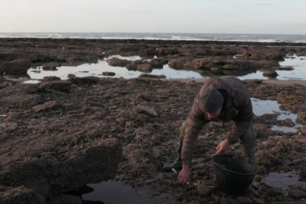 Après les fortes pluies dans la matinée du lundi 20 septembre, l’IFREMER suspecte une contamination des coquillages dans la région de Wimereux.