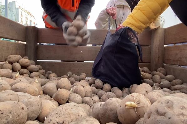 Des pommes de terres cultivées en régie municipale et distribuées gratuitement à la population