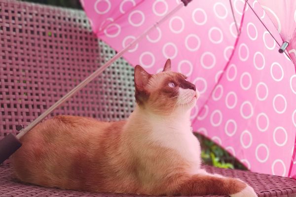 Chat alors, la pluie, ça mouille 