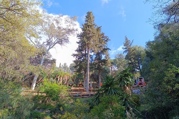 Alors qu'il fête ses 100 ans, de gros travaux de restauration et de sécurisation ont lieu en ce moment au jardin Serre de la Madone à Menton.