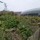 Le potager urbain de la place de la Gare à Strasbourg, le 26 octobre 2024.