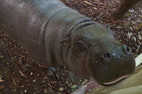 Quilla est arrivée au zoo mercredi 8 novembre 2023, après 5h30 de routes.