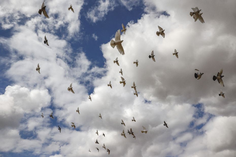 Dordogne: une mairie embauche un « sniper » pour se débarrasser des pigeons  - Charente Libre.fr