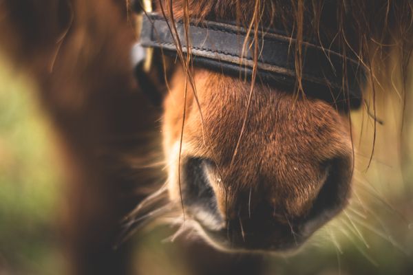 La députée de Haute-Garonne Corinne Vignon entendait dénoncer la souffrance physique et psychologique infligée aux poneys sur les manèges forains