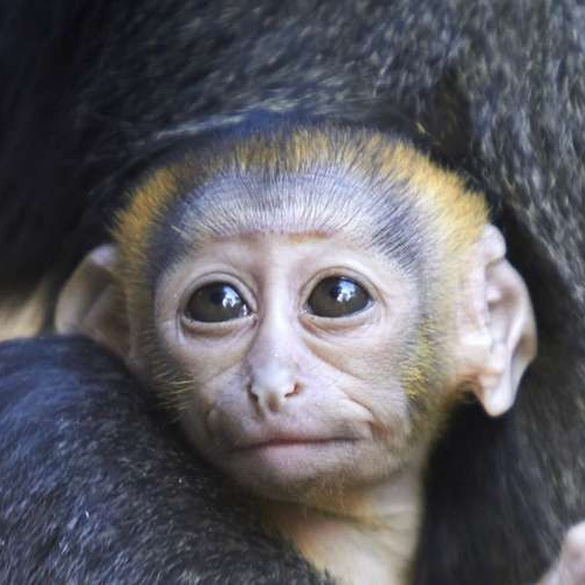 Zoo De La Palmyre Naissance D Un Cercopitheque De Hamlyn Une Espece De Singe Menacee