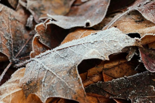 Les gelées seront de plus en plus nombreuses jusqu'à vendredi matin