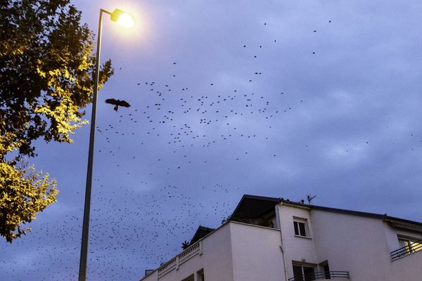 Les buses de Harris ont survolé Montluçon pour faire fuir les étourneaux.