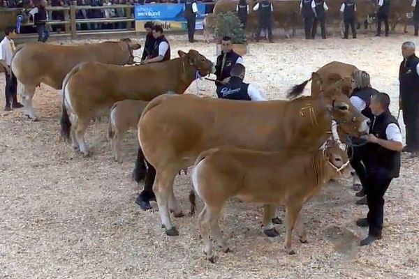 Des vaches Parthenaises au Salon de l'Agriculture 2019.