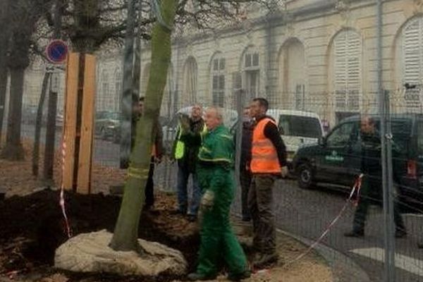 Six tilleuls replantés place d'Alliance à Nancy