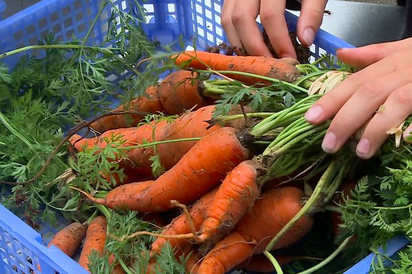 Les légumes du potager du collège Le Parc à Dijon suivent un circuit très court, vers la cantine de l'établissement.