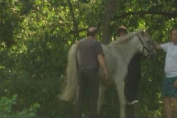 Issue heureuse pour le cheval.