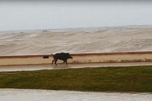 Un sanglier perdu sur la route du bord de mer à Menton