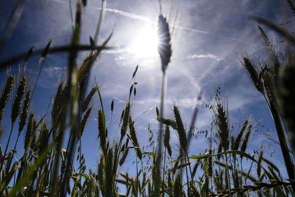 En Savoie, les champs font grise mine à cause de la sécheresse.