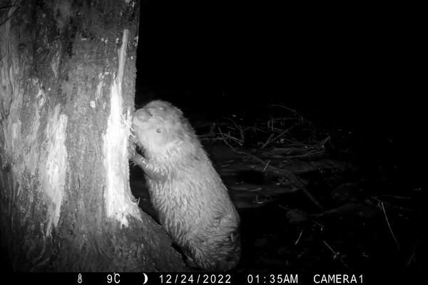 Un castor du côté de Montreuil-Bonin, dans la Vienne