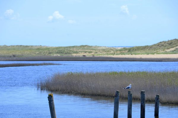 La Faute-sur-Mer, un paysage où la nature reste la plus forte