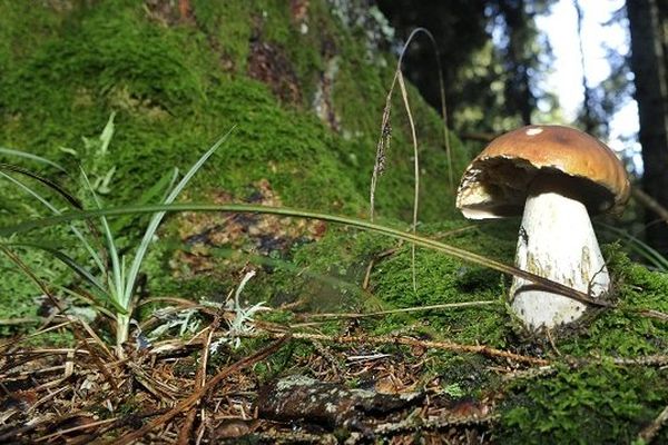 Les champignons appartiennent au propriétaire de la forêt dans laquelle ils poussent