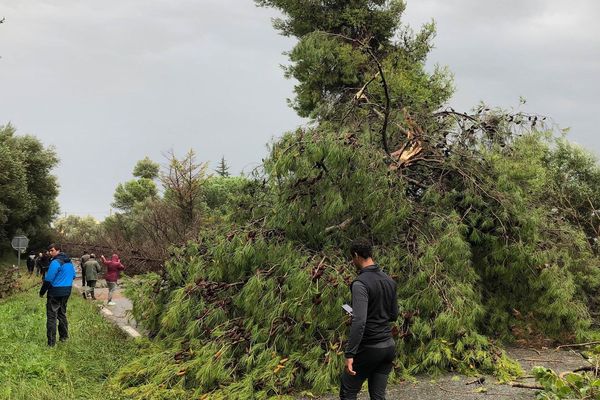 29/10/2018 - Sortie du sud de la commune d'Aleria (Haute-Corse), des arbres ont été couchés par la tempête Adrian.  