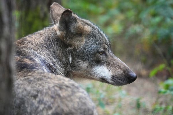 Pour les défenseurs du loup, simplifier les tirs ne va faire qu'aggraver les risques de prédation.