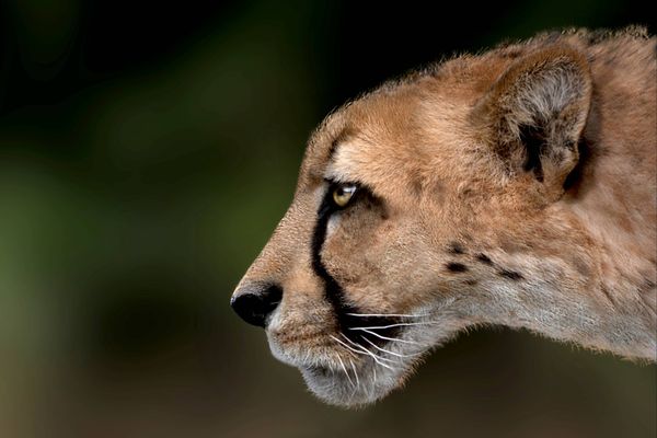 Reconstruction de la tête de l'Acinonyx pardinensis, basée sur l'étude d'un fossile originaire de Pantalla, en Italie, et actualisé suite à l'étude du fossile de Monte Argentario.