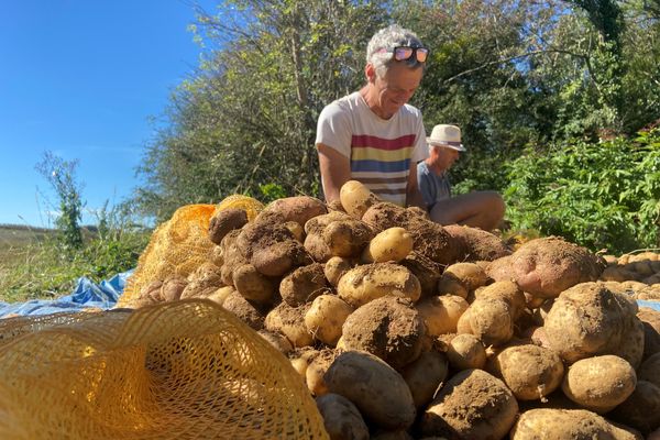 Un bénévole prête main forte pour la récolte de pommes de terre.