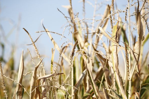 Onze communes du Puy-de-Dôme ont obtenu la reconnaissance de l'état de catastrophe naturelle vendredi 9 juillet.