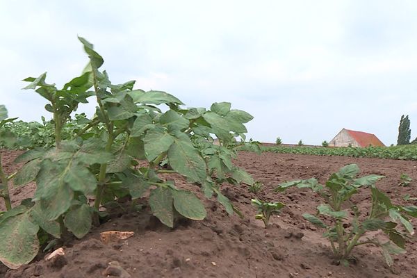 Les agriculteurs du bassin de l'Aronde, classée en zone de répartition des eaux, sont soumis à des restrictions de leur consommation pour sécuriser l’alimentation en eau potable des populations.