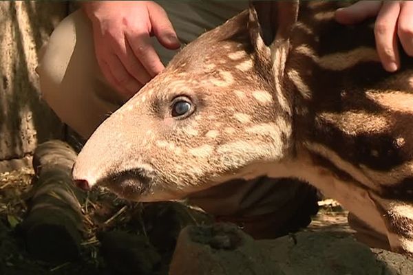 César, bébé tapir