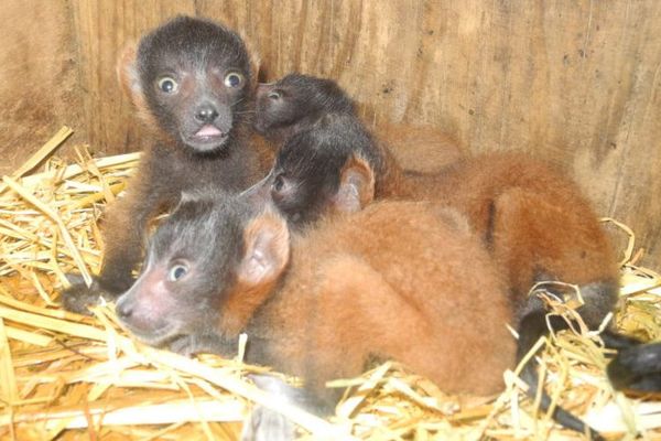 Naissance de 4 lémuriens au Zoo de Champrepus