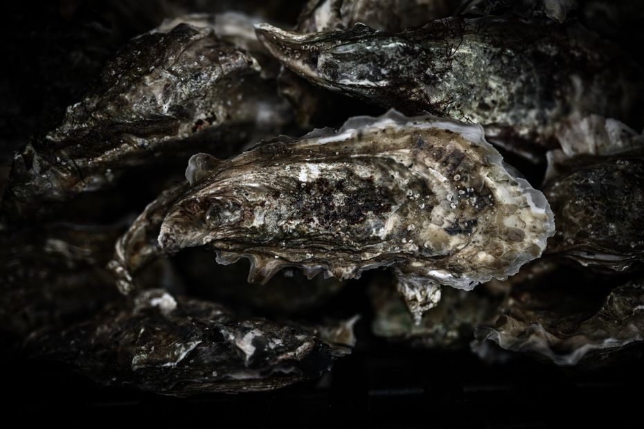 Norovirus Contamination in Arcachon Basin Oysters Causes Prohibition and Economic Crisis