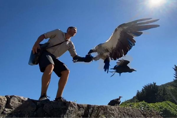 Responsable animalier en cours de démonstration du vol des vautours.