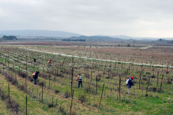 Au coeur du "Midi rouge", des viticulteurs de l'Aude jettent, pour la présidentielle, un regard sans enthousiasme à gauche ou, au contraire, un coup d'oeil intéressé vers le FN.
