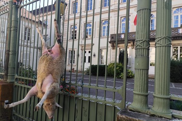 Les agriculteurs de Haute-Saône déposent un mouton devant la préfecture pour protester contre les attaques de loups, le 20 septembre 2024.