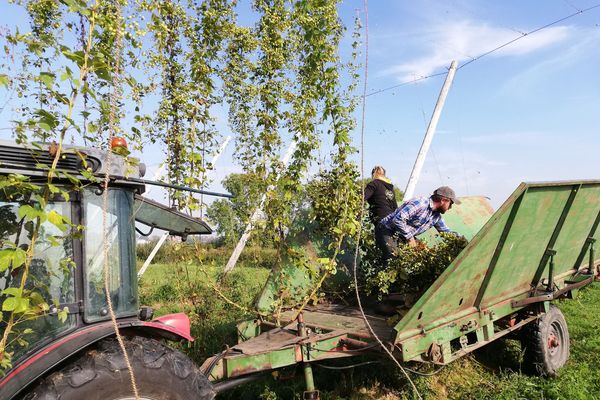 Edouard Hop de la brasserie Thiriez dans le Nord cueille les lianes de houblon. 