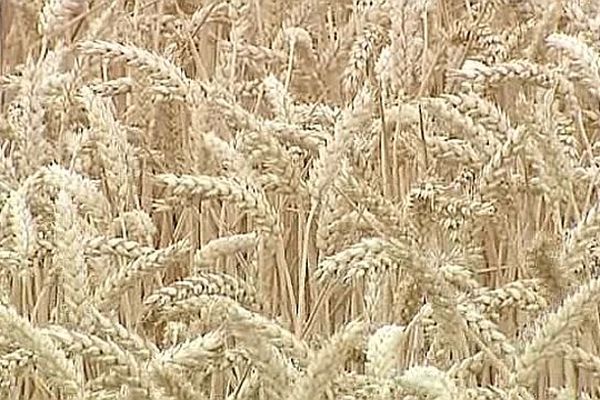 Une trop forte chaleur pourrait nuire aux récoltes de céréales (archives)