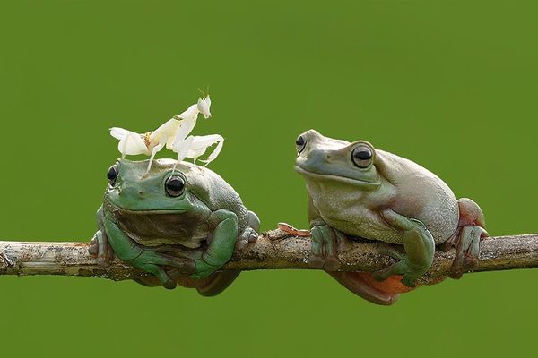 Deux grenouilles à Jombang, Indonésie (et une mante qui ne va tarder à être engloutie)